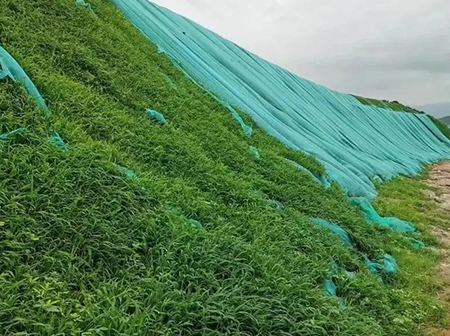 荒山复绿工程